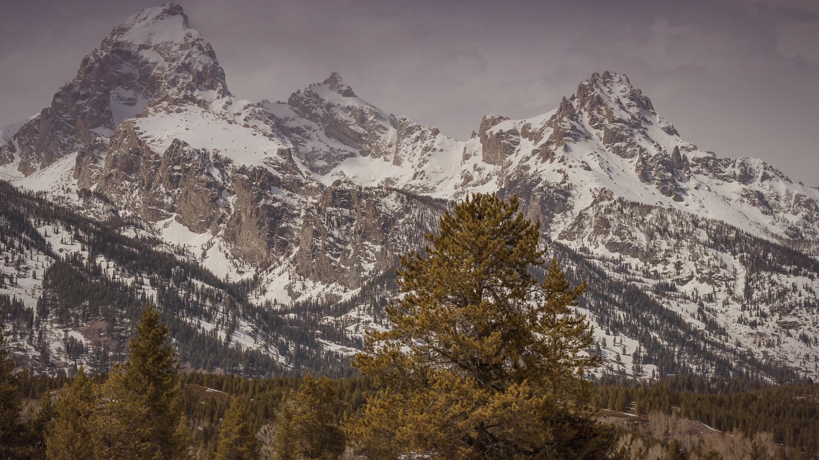 Snow-capped Teton peaks above a pine forest in Wyoming