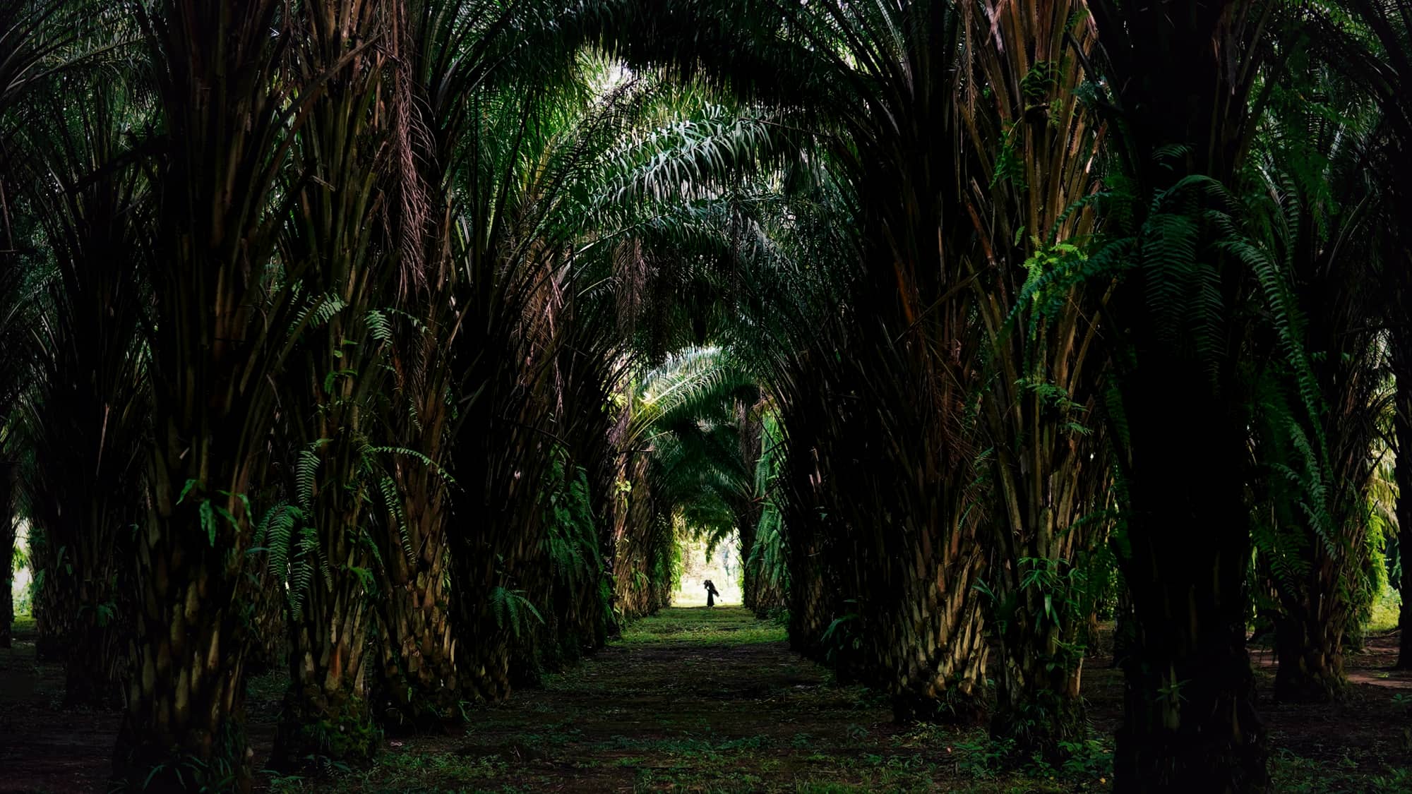 Avenue of oil palms on a plantation estate